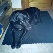 Labrador retriever :-*<3Lady<3:-* R.I.P<3