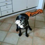 Labrador retriever Simba [himmelhund]