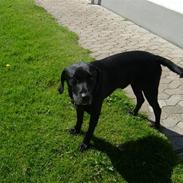 Labrador retriever Simba [himmelhund]