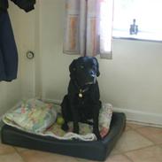 Labrador retriever Simba [himmelhund]