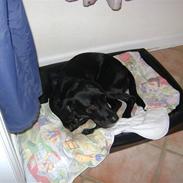 Labrador retriever Simba [himmelhund]