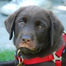 Labrador retriever Nala