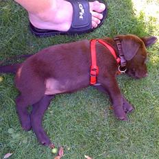 Labrador retriever Nala