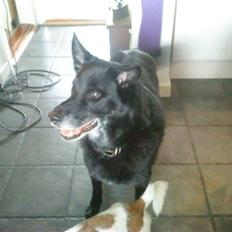 Blanding af racer Bamse <3 Rip <3