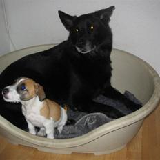 Blanding af racer Bamse <3 Rip <3