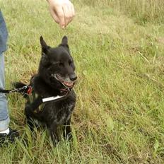 Blanding af racer Bamse <3 Rip <3