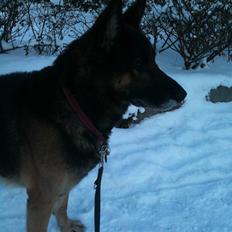 Schæferhund Herto