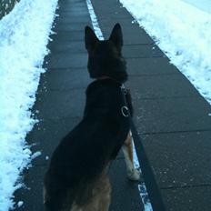 Schæferhund Herto