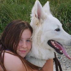 Hvid schæfer Tjalfe