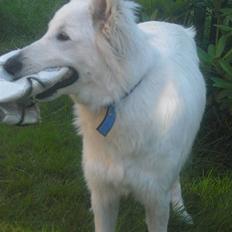 Hvid schæfer Tjalfe