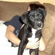 Blanding af racer Amanda