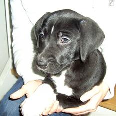 Blanding af racer Amanda