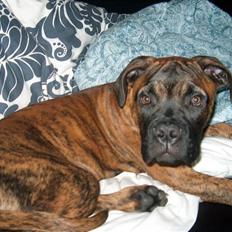 Bullmastiff Cody