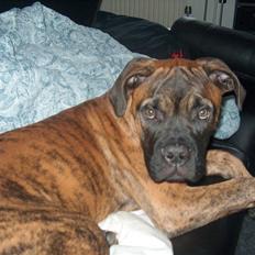 Bullmastiff Cody
