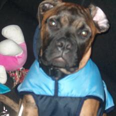 Bullmastiff Cody