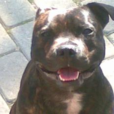 Staffordshire bull terrier $$Cæzar$$