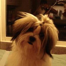 Lhasa apso Mille