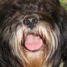 Lhasa apso Lhasa Di's Djepsey (sophu