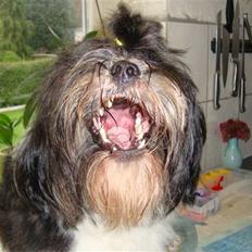 Lhasa apso Lhasa Di's Djepsey (sophu