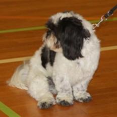 Lhasa apso Lhasa Di's Djepsey (sophu