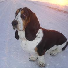 Basset hound Ludvig
