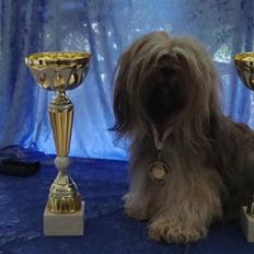 Lhasa apso Syrenens Casino Royale