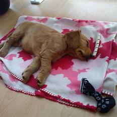 Cocker spaniel Balou