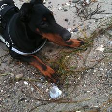 Dobermann milo himmelhund <3