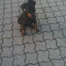 Dobermann milo himmelhund <3