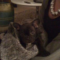 Fransk bulldog Gonzo aka. Gunnar