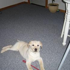 Blanding af racer Gizmo