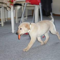 Blanding af racer Gizmo