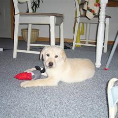 Blanding af racer Gizmo