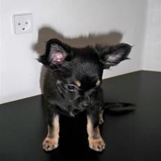 Chihuahua Oliver (SOLGT)