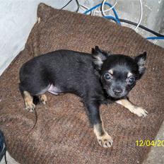 Chihuahua Oliver (SOLGT)