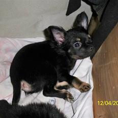Chihuahua Oliver (SOLGT)