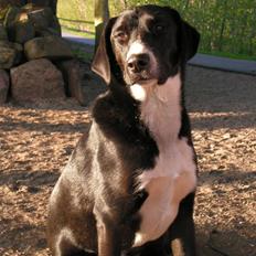 Blanding af racer Gringo