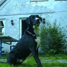 Blanding af racer Gringo