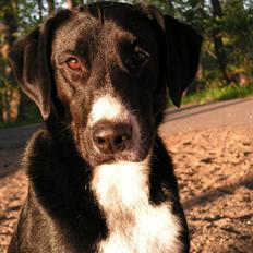 Blanding af racer Gringo