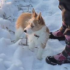 Podengo portugues pequeno Benzina Do Vale Negro