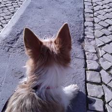 Podengo portugues pequeno Benzina Do Vale Negro