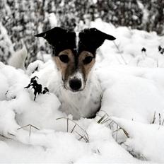 Jack russell terrier BELLA