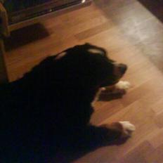 Blanding af racer Coco