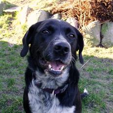 Blanding af racer *Watchout Bailey* RIP