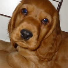 Cocker spaniel Balou