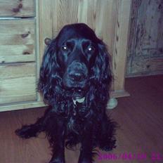 Cocker spaniel Bølle/bb (bølle bassen)