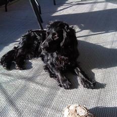 Cocker spaniel Bølle/bb (bølle bassen)