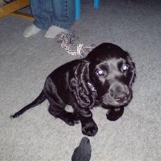 Cocker spaniel Bølle/bb (bølle bassen)
