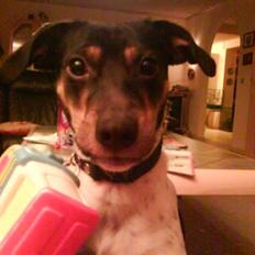 Dansk svensk gaardhund Sofus