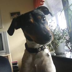 Dansk svensk gaardhund Sofus